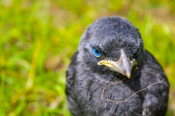 Black crow jackdaw with blue eyes sitting in green grass.