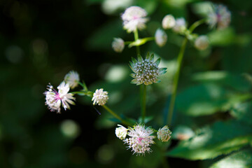 Naklejka premium Wild white flowers in sunny meadow macro