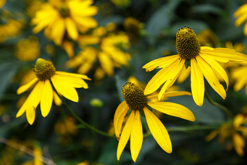 Summer flowering flowers Rudbeckia close-up