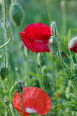 Flowering papaver. Red poppies in the sunny meadow.