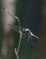 A closeup of a Chalk-fronted Corporal Dragonfly (Ladona julia) on a twig in sunlight