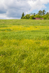 Fototapeta premium Yellow buttercups in full bloom on a grassy rural hill in springtime