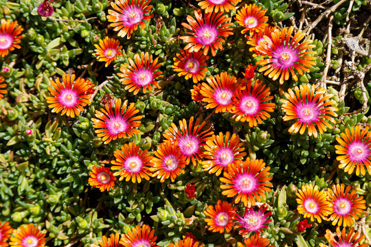 Blooming Delosperma  Fire Spinner, perennial plant , in the summer garden
