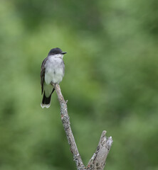 An Eastern Kingbird at the tip of a branch with green nature background