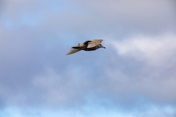 möwe im Flug
