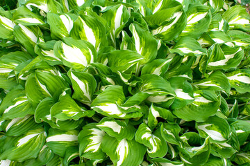 Leaves abstract green leaves texture nature background. Closeup view of green leaf in garden, dark wallpaper concept, nature background.Overlay fresh leaf pattern, Natural foliage texture