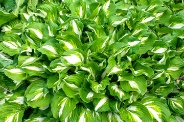 Leaves abstract green leaves texture nature background. Closeup view of green leaf in garden, dark wallpaper concept, nature background.Overlay fresh leaf pattern, Natural foliage texture