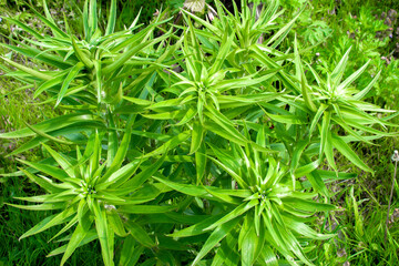 Leaves abstract green leaves texture nature background. Closeup view of green leaf in garden, dark wallpaper concept, nature background.Overlay fresh leaf pattern