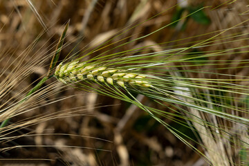 Closeup wheat field in harvest season with sunlight