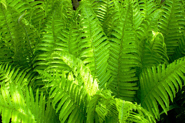 green fern leaves petals background. Vibrant green foliage. Tropical leaf. Exotic forest plant. Botany concept. Ferns jungles close up. jungle atmosphere and calm zen meditation
