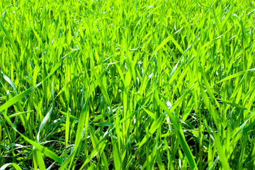 Young wheat plants growing on the soil, Amazingly beautiful endless fields of green wheat grass go far to the horizon.