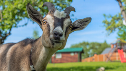 Head of a piebal horned goat in the pasture. Animal nose close-up, selective focus. Goat looking at the camera.