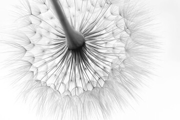 Beautiful  black and white natural background. Summer or spring background. Dandelion close-up. Shallow depth of field. Macro Nature. Summer time. Beautiful wallpaper. Flower Dandelion