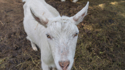Naklejka na ściany i meble White young goat in the livestock. Animal nose close-up, selective focus. Goat looking at the camera.