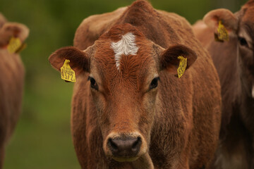 A cow staring at you