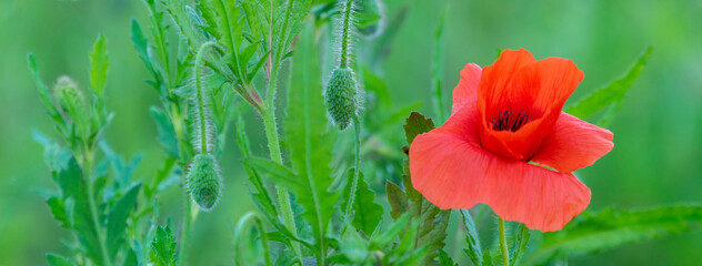 Poppy flower or papaver rhoeas poppy with the light. Flowers poppies blossom on wild field....