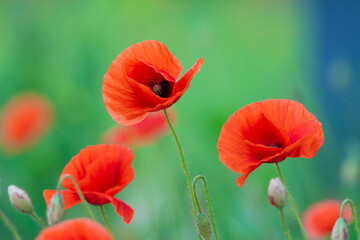Obraz premium Poppy flower or papaver rhoeas poppy with the light. Flowers poppies blossom on wild field. Remembrance day concept. Horizontal remembrance day theme poster, greeting cards, headers, website and app.
