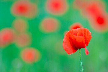 Fototapeta na wymiar Poppy flower or papaver rhoeas poppy with the light. Flowers poppies blossom on wild field. Remembrance day concept. Horizontal remembrance day theme poster, greeting cards, headers, website and app.
