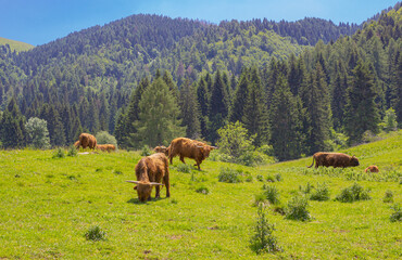 Highlander cows in the grassy meadow with the background of the mountains.