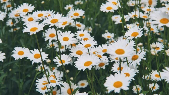 Background with flowers of daisies growing in the field 4k slow motion
