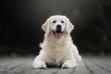 Golden Retriever dog puppy sitting in the park