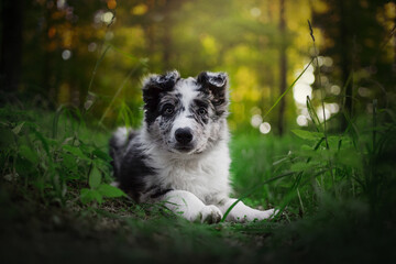 border collie puppy dog in the forest