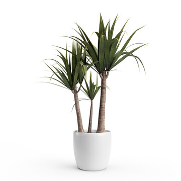 3d render three green palm trees in one white pot on a white background plant interiors