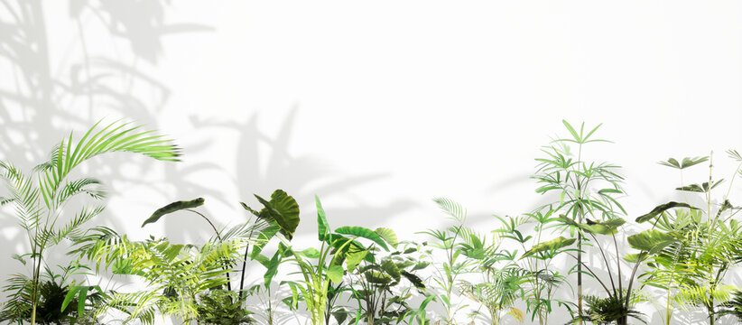 tropical background with white wall, tropical plants, green ferns, plant shadow on the wall, mockup design