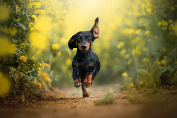 happy dog German haired dwarf Dachshund running in the field
