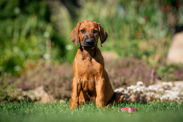 rhodesian ridgeback puppy dog © dogphotos