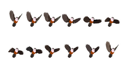 Full animation of bird flight. Sprites for animation.
