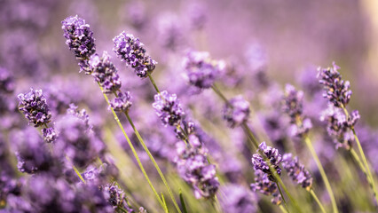 lavender flowers in region