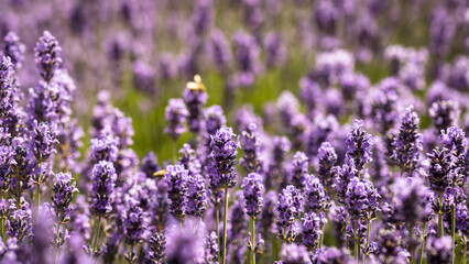 lavender field in region