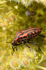Shield bug and the spider
