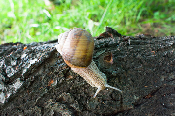 A slow grape snail crawls up the bark of a tree overgrown with moss. Beautiful bokeh in the background.