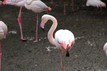 Flamants roses