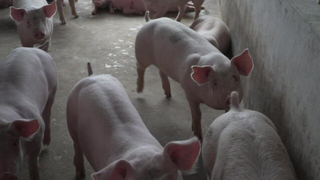 Cerditos en su corral