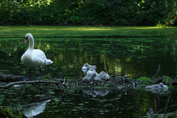 swans on lake in park