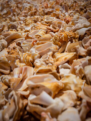 millions sea shells on the beach