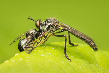 Robber fly feeding on another fly on a green blurred background