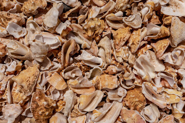 close up of sea shells