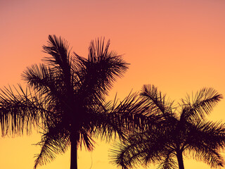 Fototapeta na wymiar palm tree silhouette at sunset