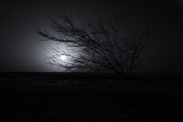 desert and tree in the night