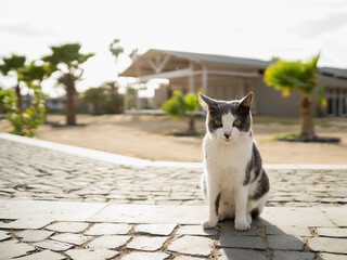 cat on the promenade