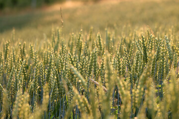 Zboże pszenica rośnie na polu na Ukrainie z którego będzie jedzenie. - obrazy, fototapety, plakaty