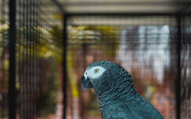 blue and yellow macaw in the cage