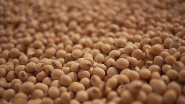 Industrial soybeans in slow motion