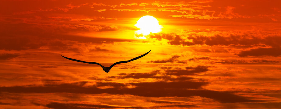 Inspirational Sunset Bird Flying Banner