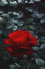 Beautiful colorful roses in garden