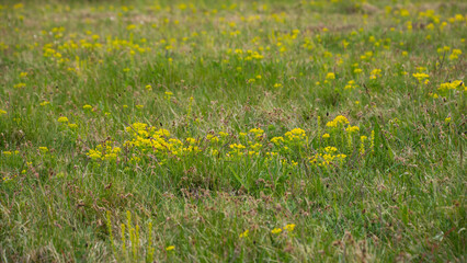 dzika łąka, drobne żółte kwiatki wśród trawy